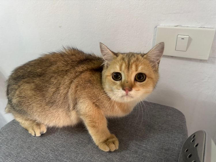 บริติสแท้ รูปที่ 5