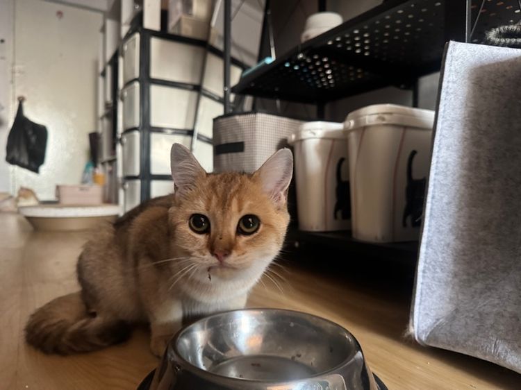 บริติสแท้