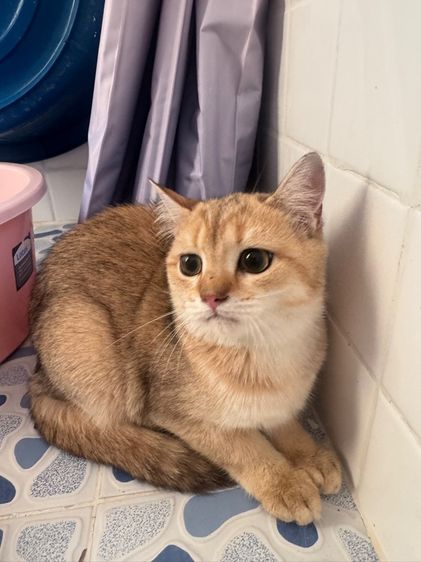 บริติสแท้ รูปที่ 6