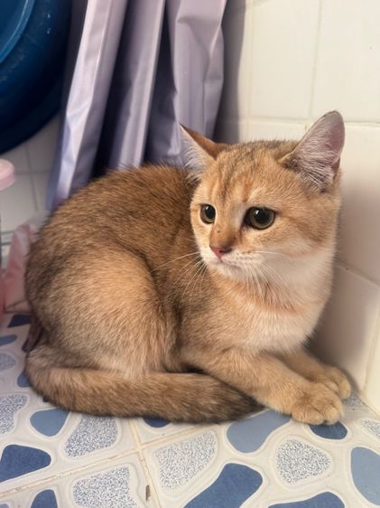 บริติสแท้ รูปที่ 7