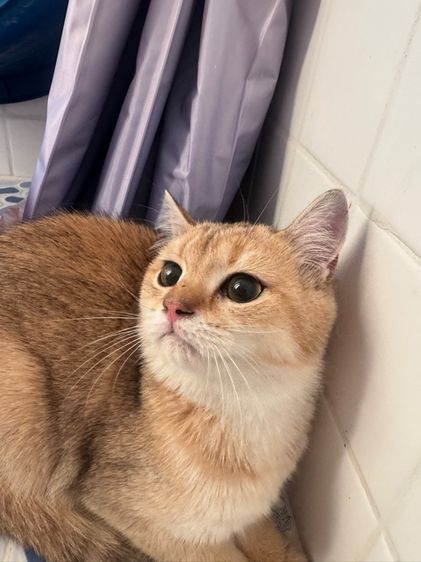 บริติสแท้ รูปที่ 4