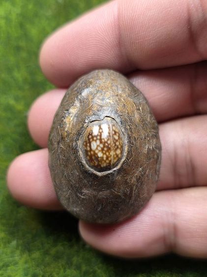 เบี้ยแก้หลวงปู่บุญคือเก่า