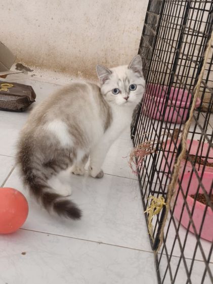 สก็อตติช รูปที่ 2