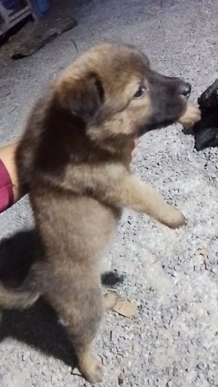 อาเซเชี่ยนผสมบางแก้ว รูปที่ 3