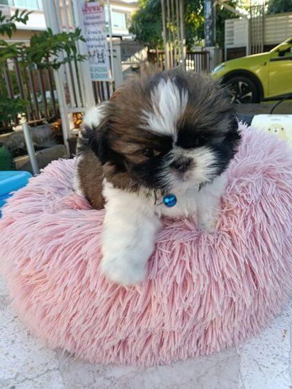 ชิสุ รูปที่ 5