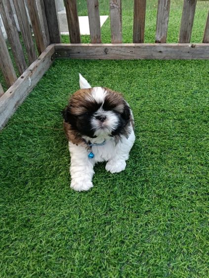 ชิสุ รูปที่ 2