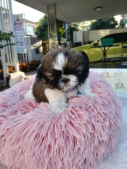 ชิสุ รูปที่ 3