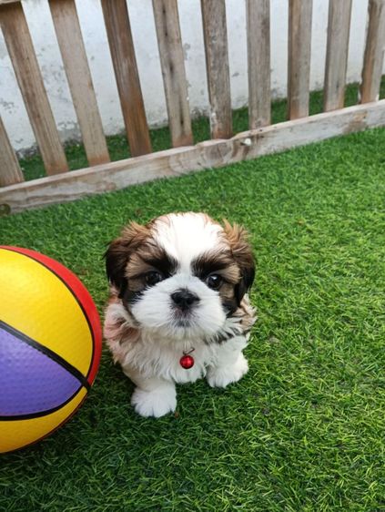 ชิสุ รูปที่ 4