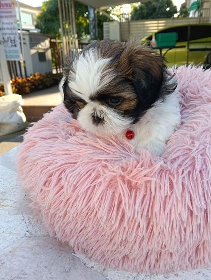 ชิสุ รูปที่ 6