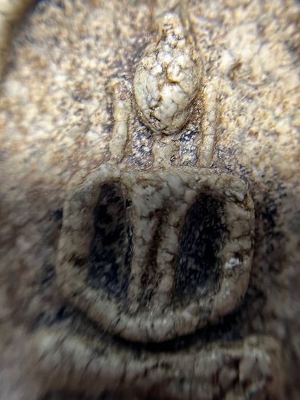 พระสมเด็จ รูปที่ 6