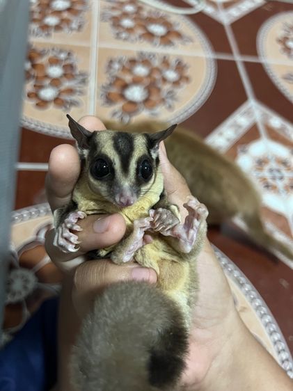 ชูการ์ไกลเดอร์ สีนอมอล รูปที่ 5