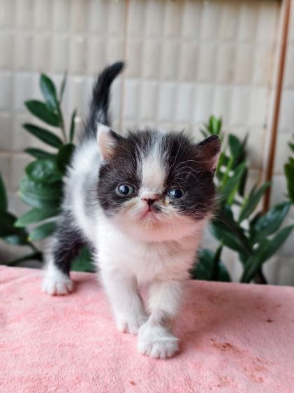 ดช.เอ็กโซติก ขนสั้น รูปที่ 11