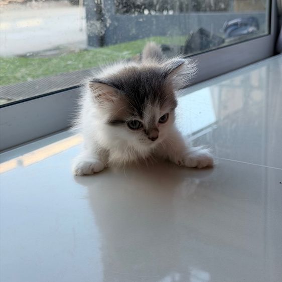 แมวครีม สก็อสติส หูตั้ง รูปที่ 3