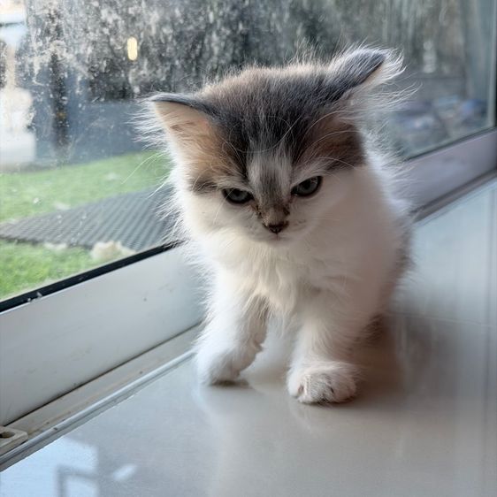 แมวครีม สก็อสติส หูตั้ง รูปที่ 4