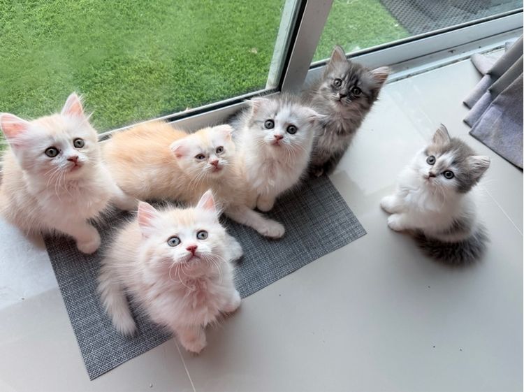 แมวครีม สก็อสติส หูตั้ง รูปที่ 8