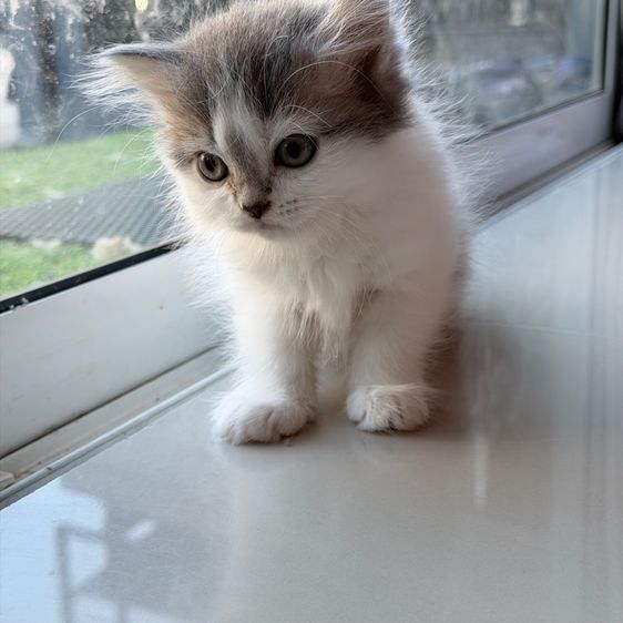 แมวครีม สก็อสติส หูตั้ง