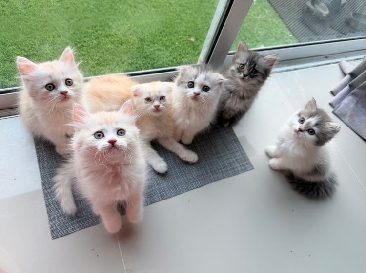 แมวครีม สก็อสติส หูตั้ง รูปที่ 9