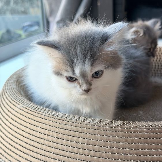 แมวครีม สก็อสติส หูตั้ง รูปที่ 5