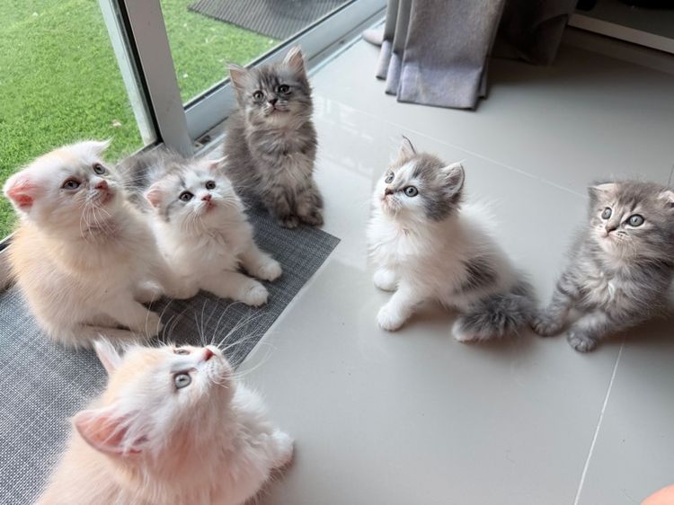 แมวครีม สก็อสติส หูตั้ง รูปที่ 11