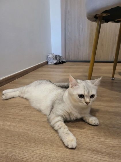 น้องแมว สก๊อตติช โฟลด์ หูตั้ง เพศหญิง  รูปที่ 4