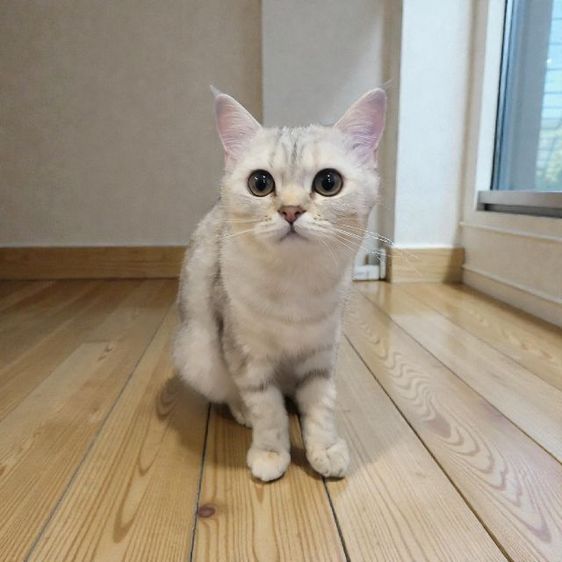 น้องแมว สก๊อตติช โฟลด์ หูตั้ง เพศหญิง  รูปที่ 3