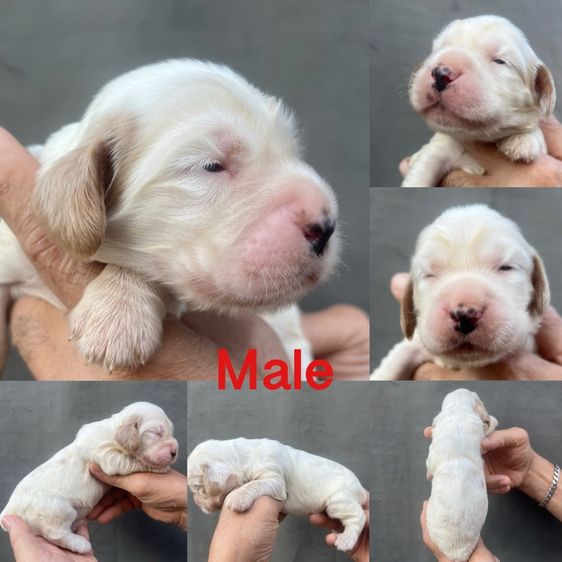 อิงลิสค็อกเกอร์ เปิดจอง รูปที่ 3