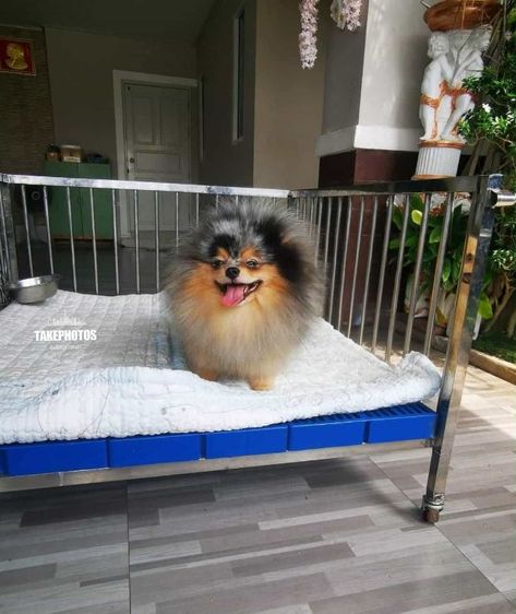 ปอมเมอเรเนียนพ่อพันธุ์เปิดรับผสม รูปที่ 2