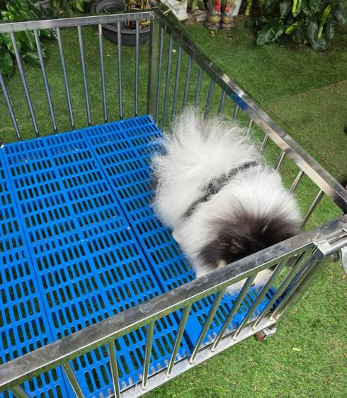 ปอมเมอเรเนียนพ่อพันธุ์เปิดรับผสม รูปที่ 11