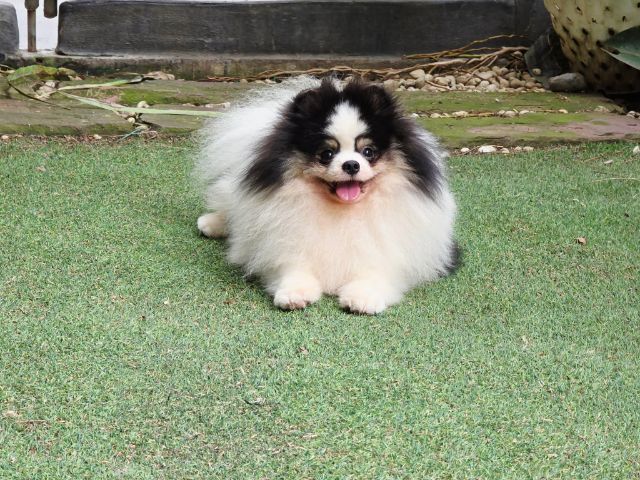 ปอมเมอเรเนียนพ่อพันธุ์เปิดรับผสม รูปที่ 12