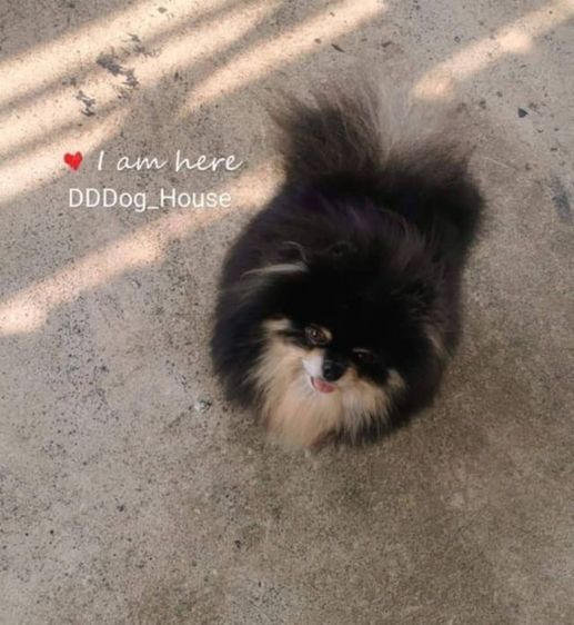 ปอมเมอเรเนียนพ่อพันธุ์เปิดรับผสม รูปที่ 17