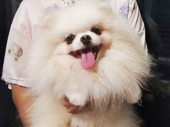 ปอมเมอเรเนียนพ่อพันธุ์เปิดรับผสม รูปที่ 16