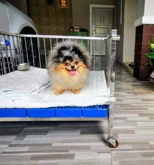 ปอมเมอเรเนียนพ่อพันธุ์เปิดรับผสม รูปที่ 10