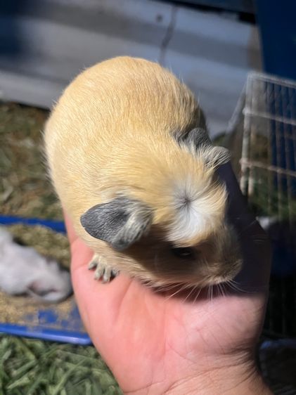 หนูแก็สบี้