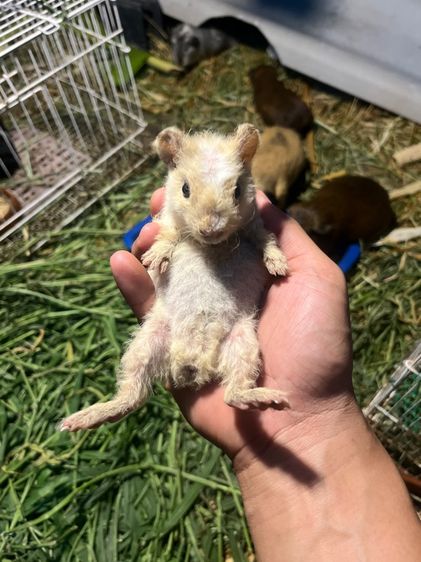 หนูแก็สบี้ รูปที่ 5