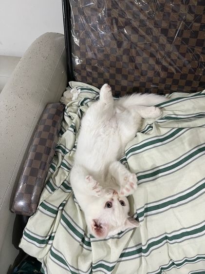 สก็อตติชโฟลด์ รูปที่ 4