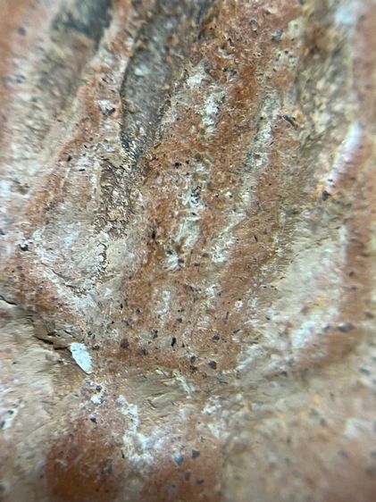 พระกำแพงเปิดโลก เม็ดทองหลาง รูปที่ 7