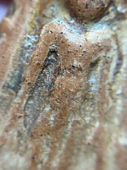 พระกำแพงเปิดโลก เม็ดทองหลาง รูปที่ 6