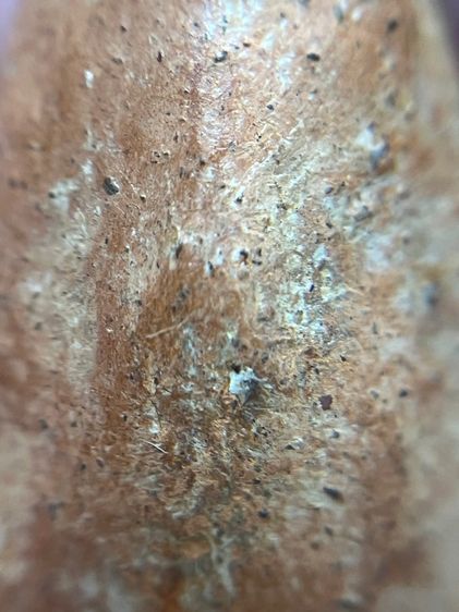 พระกำแพงเปิดโลก เม็ดทองหลาง รูปที่ 10