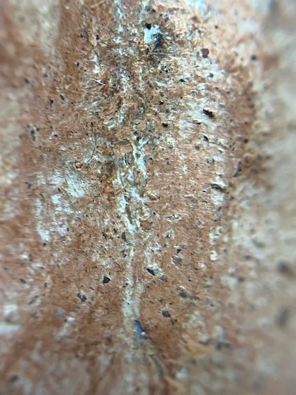 พระกำแพงเปิดโลก เม็ดทองหลาง รูปที่ 8