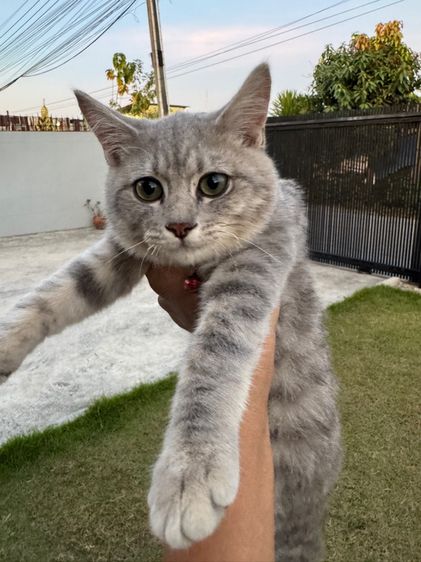 บริติชปิดกิจการด่วน รูปที่ 7