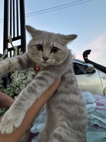บริติชปิดกิจการด่วน รูปที่ 4