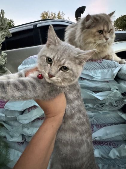 บริติชปิดกิจการด่วน รูปที่ 2