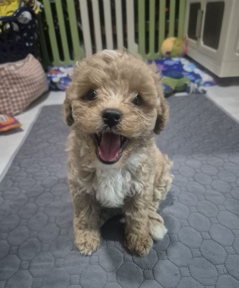 พุดเดิ้ล ทอยแท้