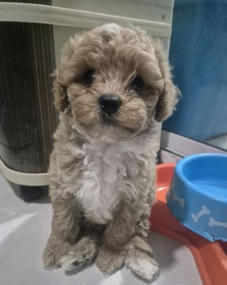 พุดเดิ้ล ทอยแท้ รูปที่ 3