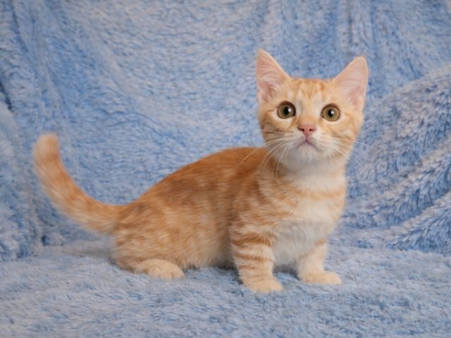 มันช์กิ้น (Munchkin) ชายขาสั้น9000