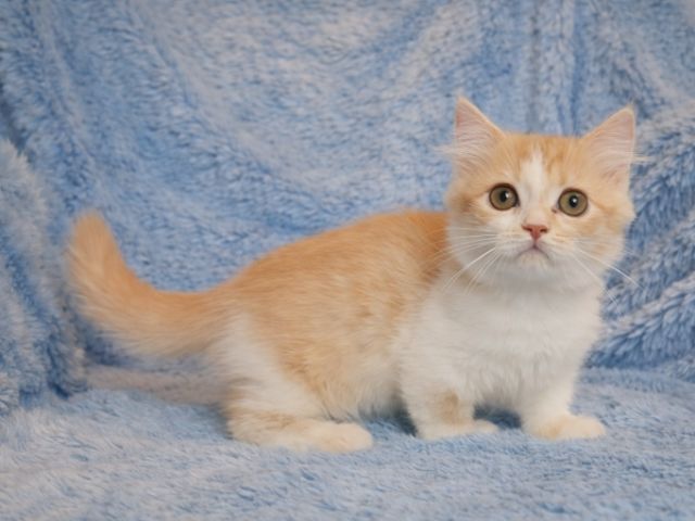 สาวขาสั้น9000