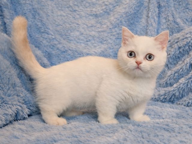 สาวขาสั้น9000