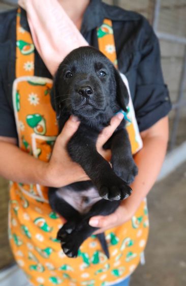 ลุกลาบราดอร์ รูปที่ 8