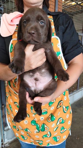 ลุกลาบราดอร์ รูปที่ 2