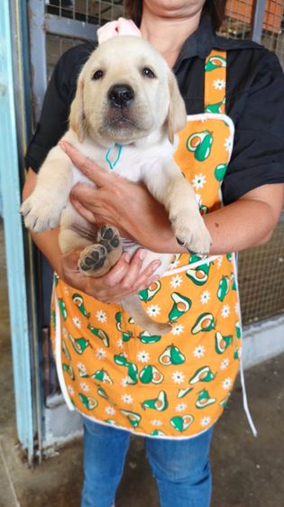 ลุกลาบราดอร์ รูปที่ 4